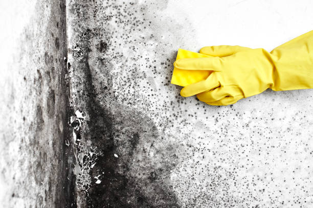 Best Certified Mold Removal  in Kittanning, PA