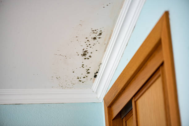 Best Mold Cleaning Services  in Kittanning, PA