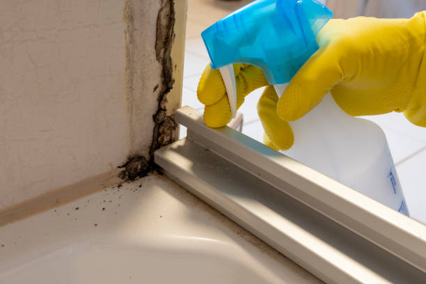 Best Local Mold Removal Service  in Kittanning, PA