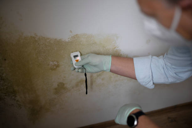 Best Mold Damage Repair  in Kittanning, PA