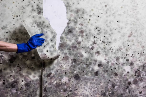 Crawl Space Mold Removal in Kittanning, PA